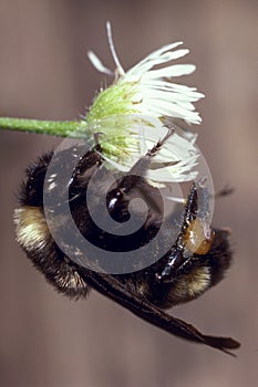 American Bumble Bee on Daisy