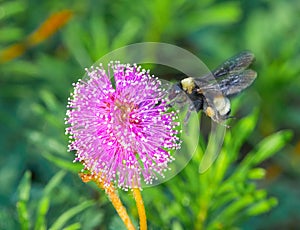 American bumblebee - Bombus pensylvanicus in flight showing pollen, on a pink Sunshine mimosa - Mimosa strigillosa