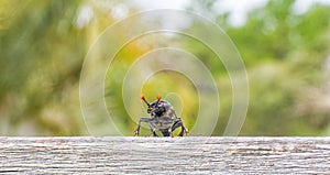 American burying beetle - Nicrophorus americanus a Federally-designated Endangered the largest species of the genus Nicrophorus photo