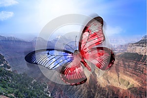 American Butterfly Freedom