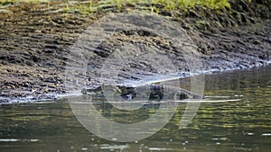 American caiman at the water\'s edge basks in the rays of the evening sun