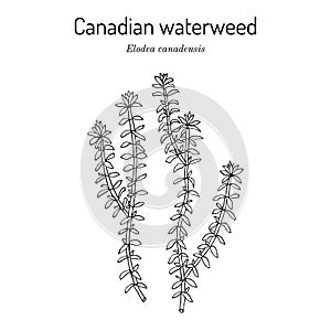 American or Canadian waterweed Elodea canadensis , aquatic plant