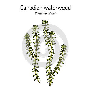 American or Canadian waterweed Elodea canadensis , aquatic plant