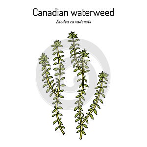 American or Canadian waterweed Elodea canadensis , aquatic plant photo