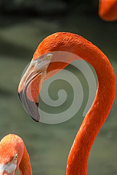 The American or Caribbean flamingo Phoenicopterus ruber is a large species of flamingo. It is the only flamingo that inhabits