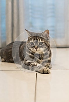 American cat shorthair photo