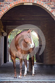 American chestnut Quarter horse at Stable Barn photo