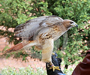 American chickenhawk perched on gloved hand