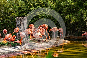 American chilean flamingo Phoenicopterus chilensis ruber in Barcelona Zoo