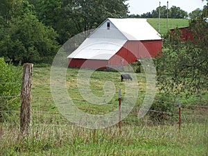 American classic red barn farm with cow.