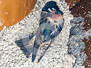 American Cliff Swallow At Nest photo