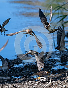 American Cliff Swallows Collecting Nesting Material photo