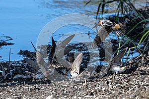 American Cliff Swallows Collecting Nesting Material photo