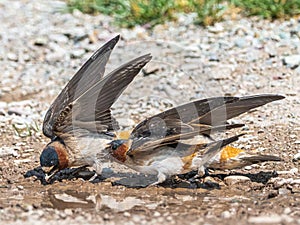American Cliff  Swallows Gathering Mud photo