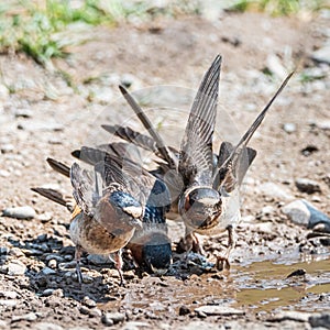 American Cliff  Swallows Gathering Mud photo
