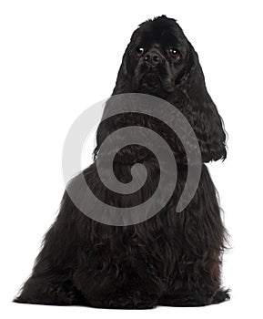 American Cocker Spaniel, 1 year old, sitting