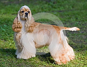 American cocker spaniel