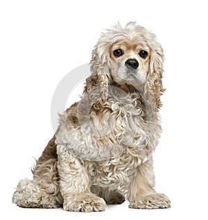 American Cocker Spaniel, 3 years old, sitting