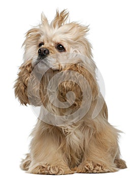 American Cocker Spaniel, 3 years old, sitting