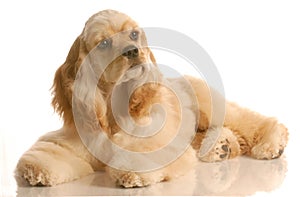 American cocker spaniel