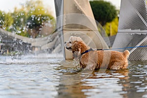 An American Cocker Spaniel bathes in the park