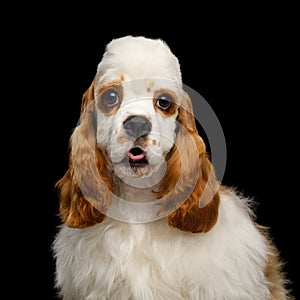 American Cocker Spaniel on Black Background