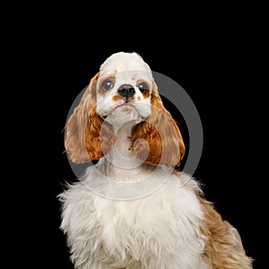 American Cocker Spaniel on Black Background