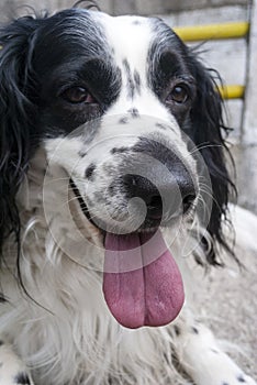 American Cocker Spaniel. Black and white dog with abundant fur and expression of love, man`s best friend forever.