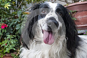 American Cocker Spaniel. Black and white dog with abundant fur and expression of love, man`s best friend forever.