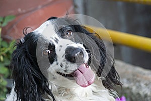 American Cocker Spaniel. Black and white dog with abundant fur and expression of love, man`s best friend forever.