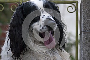 American Cocker Spaniel. Black and white dog with abundant fur and expression of love, man`s best friend forever.