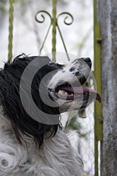 American Cocker Spaniel. Black and white dog with abundant fur and expression of love, man`s best friend forever.