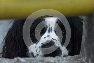 American Cocker Spaniel. Black and white dog with abundant fur and expression of love, man`s best friend forever.