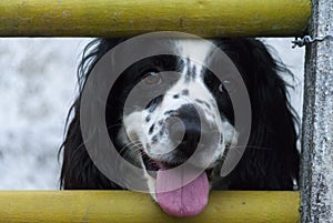 American Cocker Spaniel. Black and white dog with abundant fur and expression of love, man`s best friend forever.