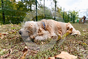 An American Cocker Spaniel chews on a stick while walking