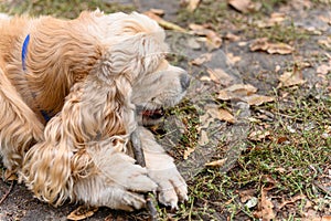 An American Cocker Spaniel chews on a stick while walking