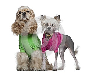 American Cocker Spaniel and Chinese Crested dogs