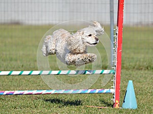 American Cocker Spaniel at a Dog Agility Trial