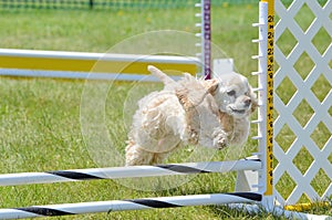 American Cocker Spaniel at a Dog Agility Trial