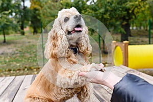 American Cocker Spaniel gives a paw to its owner