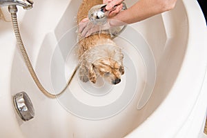 Dog at grooming salon having bath.