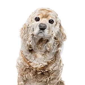 American Cocker Spaniel isolated on white