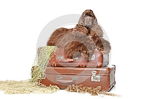 American cocker spaniel lies on vintage suitcases