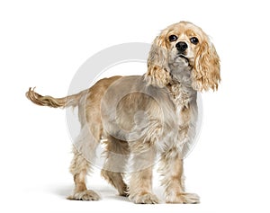 American Cocker Spaniel, 5 months old