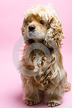 Cocker spaniel on a pink background