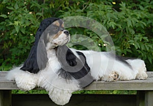 American cocker spaniel portrait