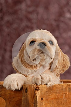 American cocker spaniel puppy