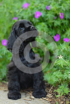 American cocker spaniel puppy