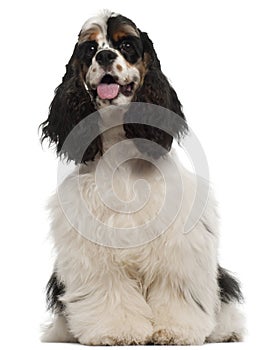 American Cocker Spaniel puppy, 6 months old