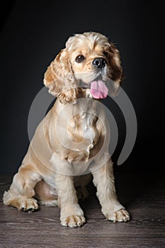 American cocker spaniel